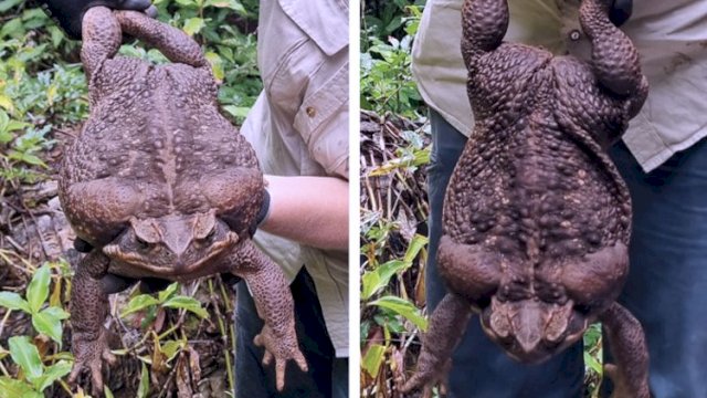 Penampakan Kodok Tebu Raksasa Seberat 2,7 Kilogram di Australia, Langsung Disuntik Mati