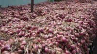 Petani Champion Temanggung Amankan Pasokan Bawang Merah di Awal Tahun 2023