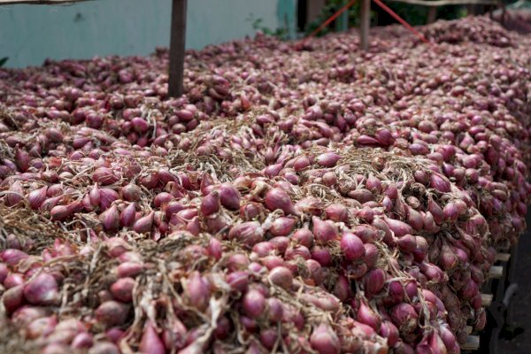 Petani Champion Temanggung Amankan Pasokan Bawang Merah di Awal Tahun 2023