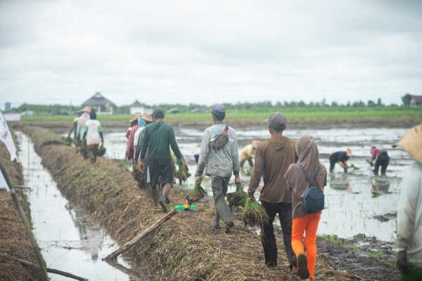 Perlu Sinergi Membangun Food Estate