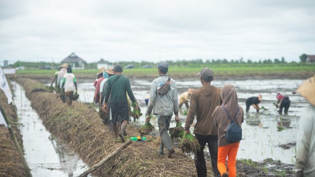 Perlu Sinergi Membangun Food Estate