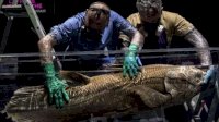 Sempat Dikira Punah, Ikan Purba dari 420 Juta Tahun Lalu Ditemukan Kembali