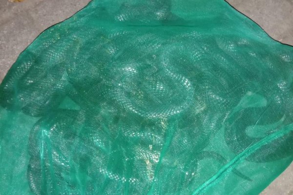 Rumah Mantan Gubernur Banten Wahidin Halim Dilempari Sekarung Ular Kobra