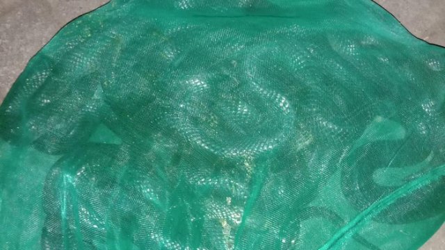 Rumah Mantan Gubernur Banten Wahidin Halim Dilempari Sekarung Ular Kobra