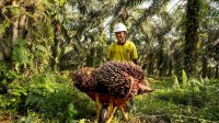 Permentan 3 Tahun 2022 Jamin Keadilan Pelaksanaan Program PSR Sampai ke Petani Sawit