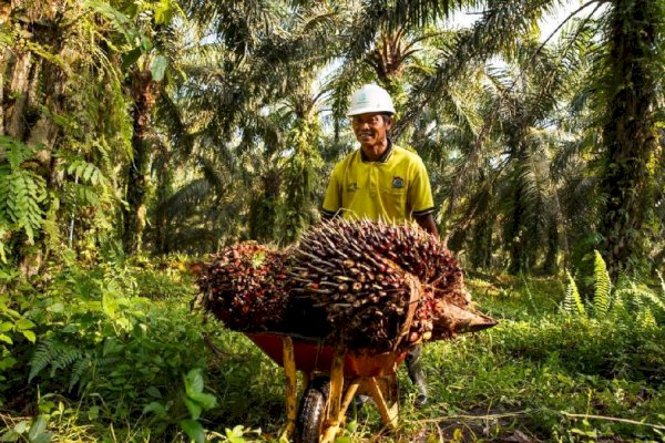 Permentan 3 Tahun 2022 Jamin Keadilan Pelaksanaan Program PSR Sampai ke Petani Sawit