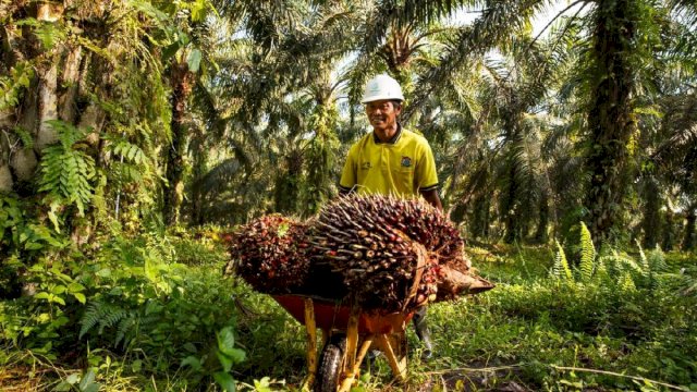 Permentan 3 Tahun 2022 Jamin Keadilan Pelaksanaan Program PSR Sampai ke Petani Sawit