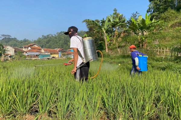 Perppu Cipta Kerja Mudahkan Pelaku Usaha Sektor Pertanian Mendapatkan Izin Usaha