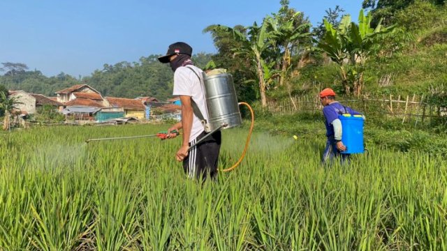 Perppu Cipta Kerja Mudahkan Pelaku Usaha Sektor Pertanian Mendapatkan Izin Usaha