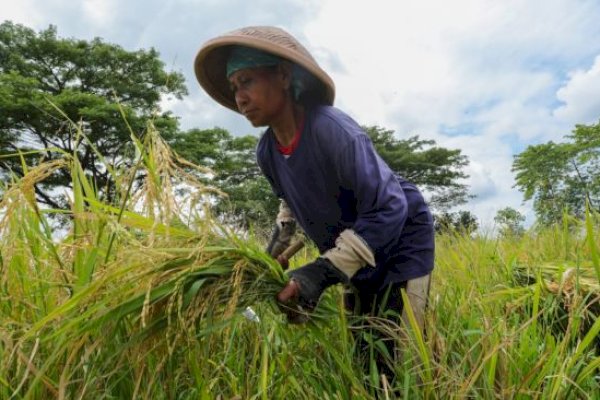 BPS: Harga Gabah dan Beras Turun Karena Panen Raya Sudah Merata