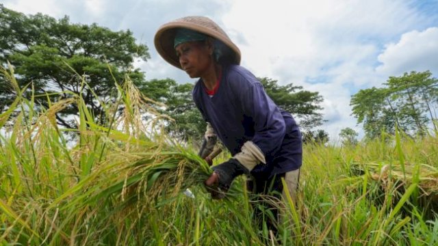 BPS: Harga Gabah dan Beras Turun Karena Panen Raya Sudah Merata