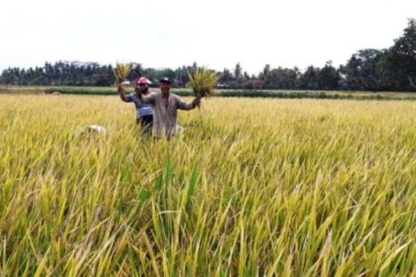 NTP Desember 2022 Meningkat, Kenaikan Harga Gabah Berdampak Terhadap Kesejahteraan Petani