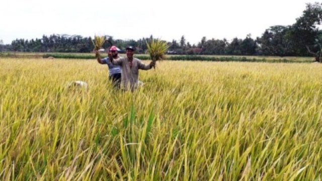 NTP Desember 2022 Meningkat, Kenaikan Harga Gabah Berdampak Terhadap Kesejahteraan Petani