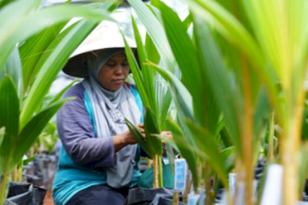 Mentan SYL Launching Pusat Nursery Kelapa Genjah di Kabupaten Batang