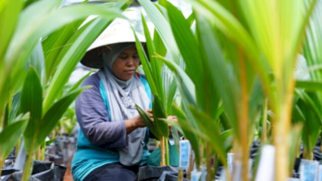 Mentan SYL Launching Pusat Nursery Kelapa Genjah di Kabupaten Batang