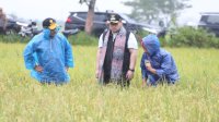 Diiringi Berkah Hujan, Mentan SYL dan Mas Bupati Kediri Panen Padi