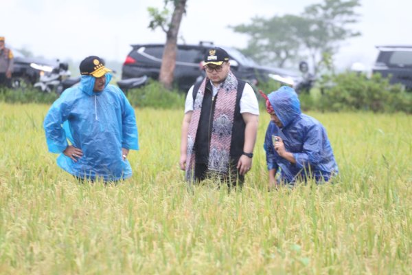 Diiringi Berkah Hujan, Mentan SYL dan Mas Bupati Kediri Panen Padi