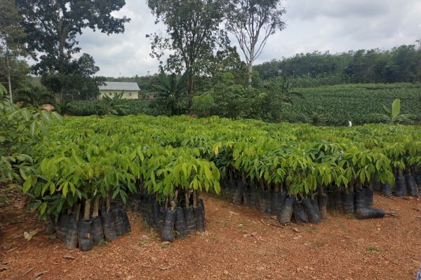 Strategi Kementan Bantu Petani Dongkrak Produksi Karet Nasional