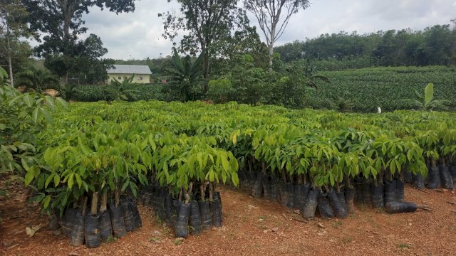 Strategi Kementan Bantu Petani Dongkrak Produksi Karet Nasional
