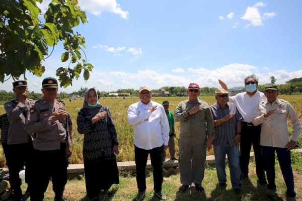 Panen di Sragen, Harga Gabah Langsung Anjok Menjadi Rp5.200