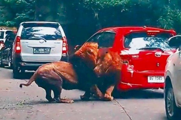 Rebutan Betina, Singa di Taman Safari Berkelahi sampai Tabrak Mobil