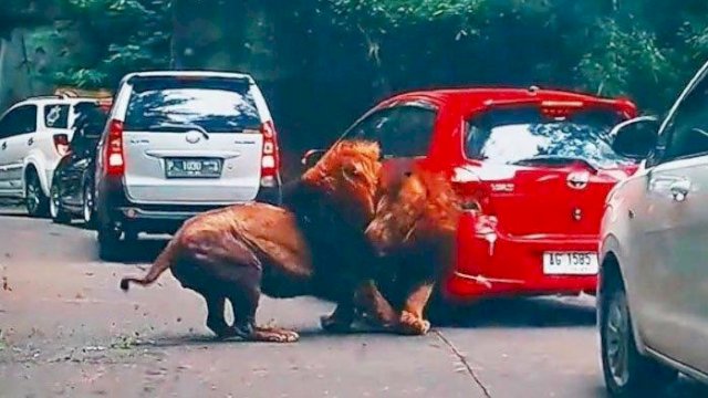 Rebutan Betina, Singa di Taman Safari Berkelahi sampai Tabrak Mobil