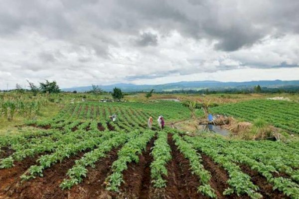 Petani Food Estate Hortikultura Humbahas: Siapa Bilang Kami Gagal ?