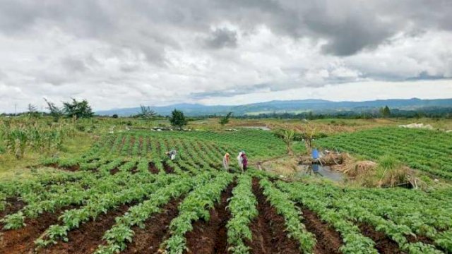 Petani Food Estate Hortikultura Humbahas: Siapa Bilang Kami Gagal ?