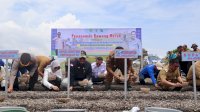 Wamentan Tanam dan Panen Bawang Merah di Majene