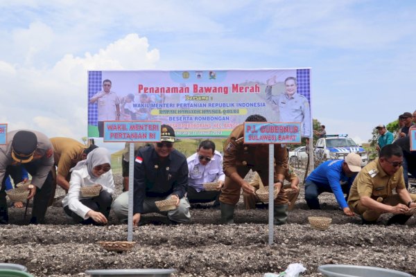 Wamentan Tanam dan Panen Bawang Merah di Majene