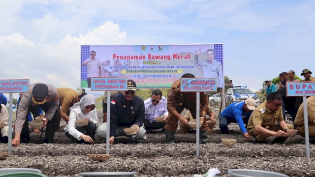 Wamentan Tanam dan Panen Bawang Merah di Majene