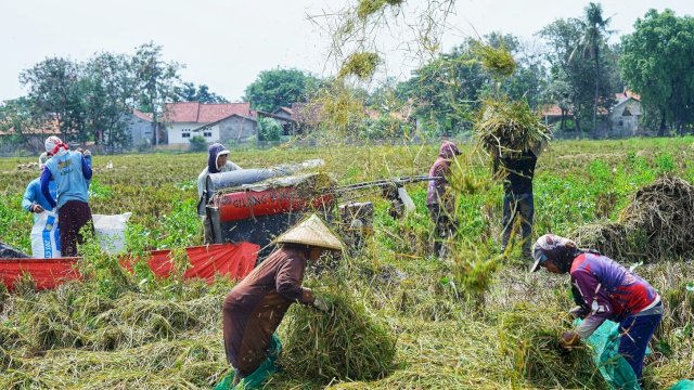 BPS: Panen Padi Kabupaten Bekasi Meningkat 3 Persen, Sangga Jabar dan DKI Jakarta