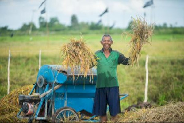 Food Estate Kalteng diperkuat Kelembagaan dan Hilirisasi Pertanian