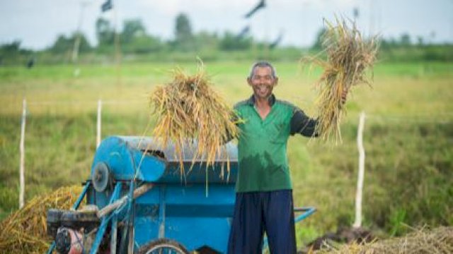 Food Estate Kalteng diperkuat Kelembagaan dan Hilirisasi Pertanian