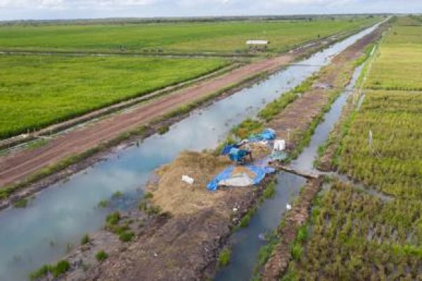 Peneliti CIPS Minta Bulog Serap Beras Panen Raya Secara Maksimal