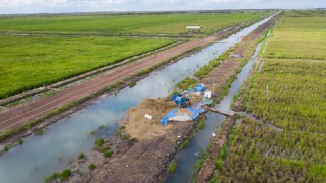 Peneliti CIPS Minta Bulog Serap Beras Panen Raya Secara Maksimal