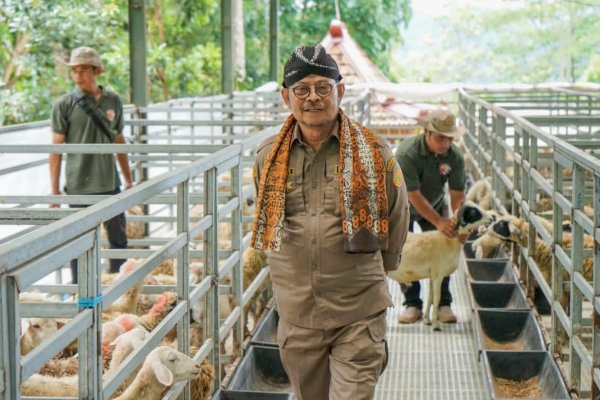 Tingkatkan Ekonomi Kerakyatan, Kementan Dorong Setiap Daerah Kembangkan Model Closed-Loop Peternakan Kambing Domba