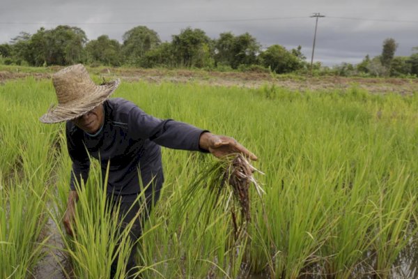 Rawan Banjir, Kementan Siap Bantu Mitigasi dan Dorong Petani Ikut AUTP