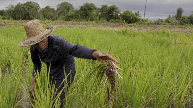 Rawan Banjir, Kementan Siap Bantu Mitigasi dan Dorong Petani Ikut AUTP