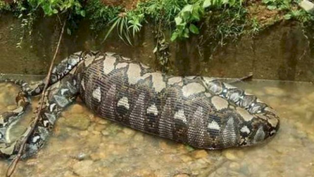 Heboh Ular Piton Telan Sapi Utuh di Gowa