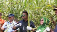 Tanam Sorgum di Konawe Selatan, Mentan SYL Dorong Bupati dan Petani Gunakan KUR