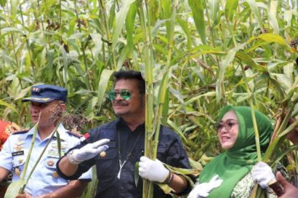 Tanam Sorgum di Konawe Selatan, Mentan SYL Dorong Bupati dan Petani Gunakan KUR