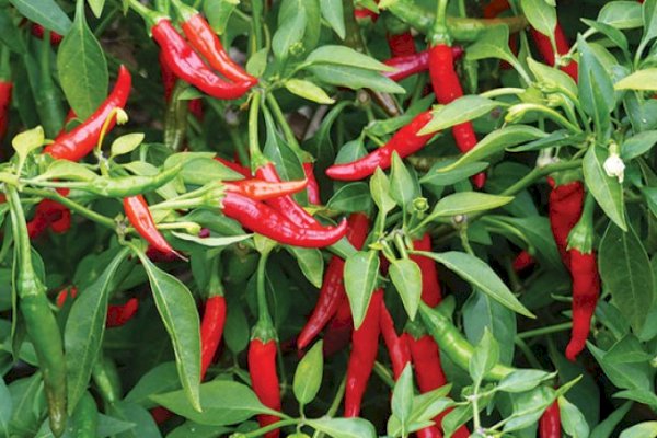 Kementan Persiapkan Semaian Benih Cabai dan Bawang untuk Amankan Pasokan Idul Fitri 2023