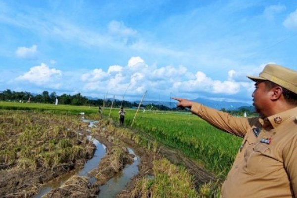 Bupati Maros Chaidir Syam Tinjau Kondisi Sawah Petani yang Gagal Panen Akibat Hama Burung Pipit
