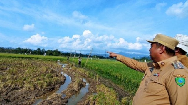 Bupati Maros Chaidir Syam Tinjau Kondisi Sawah Petani yang Gagal Panen Akibat Hama Burung Pipit