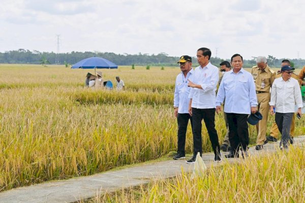 Saat Presiden Jokowi Panen Bersama Menteri Pertanian di Kebumen