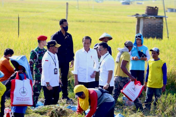 Panen Padi Didampingi Mentan SYL, Presiden Jokowi Senang Produktivitas Tinggi