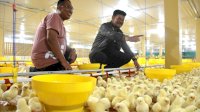 Mentan SYL Terapkan Role Model Penerapan Sistem Hulu &#8211; Hilir Ayam Broiler di Gowa