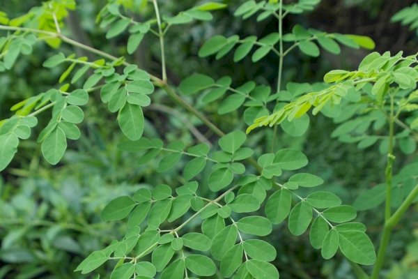 Menkes Budi Ingin Teliti Manfaat Kelor untuk Saingi Ginseng Korea