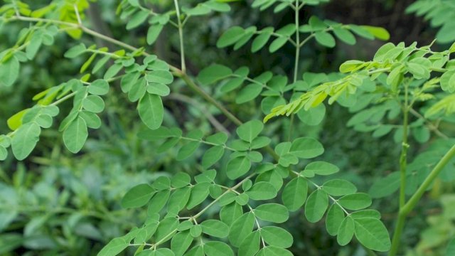 Menkes Budi Ingin Teliti Manfaat Kelor untuk Saingi Ginseng Korea